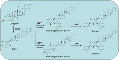 Identification and Characterization of a Trillin Rhamnosyltransferase From <mark class="highlighted">Dioscorea</mark> zingiberensis